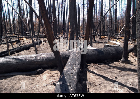 Verbrannte Bäume werden schließlich aus dem Jahr 2003 Osten Feuer zurückgewinnen, die im Yellowstone-Nationalpark, WY aufgetreten. Stockfoto