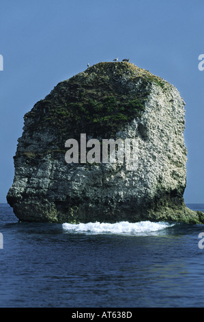 Einer der zahlreichen Kalkstein Kreide Stacks finden Sie unter Freshwater Bay Isle Of Wight England UK Stockfoto