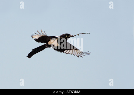 Elster Pica Pica im Flug mit Verschachtelung materielle Verulamium Park St. Albans mit schönen blauen Himmel Stockfoto