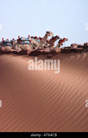 Kamele in der Wüste. Wadi al-Sebua, New Sebua, Oberägypten, Ägypten. Kamele in der Wüste im Wadi al-Sebua in Ägypten. Oberägypten und Nubien, Ägypten. Kamele in der Wüste im Wadi al-Sebua in Ägypten. Stockfoto