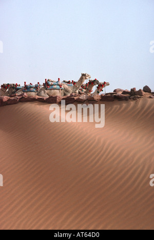 Kamele in der Wüste. Wadi al-Sebua, New Sebua, Oberägypten, Ägypten. Kamele in der Wüste im Wadi al-Sebua in Ägypten. Oberägypten und Nubien, Ägypten. Kamele in der Wüste im Wadi al-Sebua in Ägypten. Stockfoto