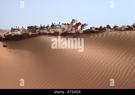 Kamele in der Wüste. Wadi al-Sebua, New Sebua, Oberägypten, Ägypten. Stockfoto