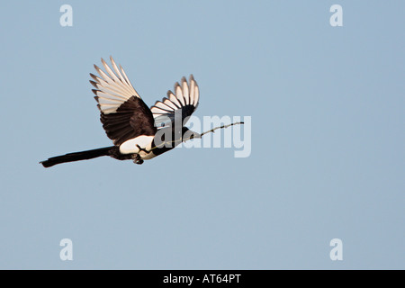 Elster Pica Pica im Flug mit Verschachtelung materielle Verulamium Park St. Albans mit schönen blauen Himmel Stockfoto