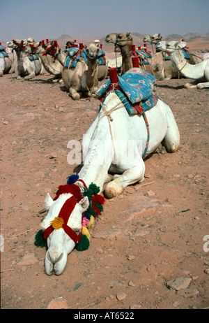 Ruhen und schlafen Kamele. Neue Sebua, Oberägypten, Ägypten. Stockfoto