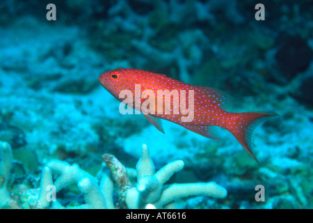 Whitemargin Lyretail Zackenbarsch Variola Albimarginata Rongelap Marshallinseln N Pazifik Stockfoto