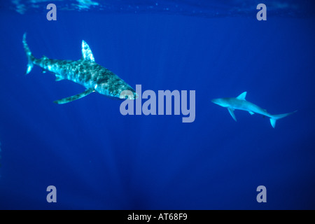 Galapagos Haie Carcharhinus Galapagensis Hawaii USA North Pacific Stockfoto