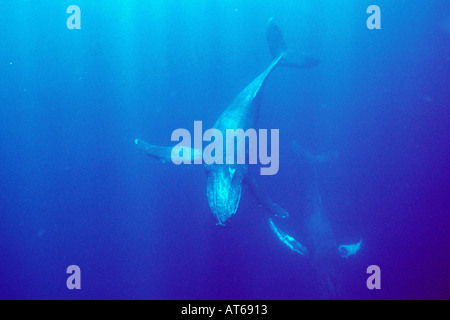 Buckelwal Impressionen Novaeangliae Pacific Stockfoto