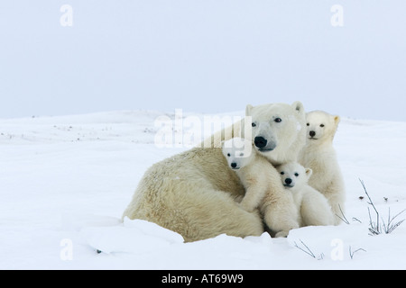 Eisbär (Ursus maritimus), Weibchen mit drei Jungen im Schnee Stockfoto