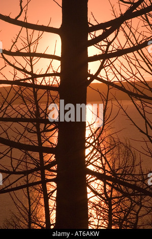 Ein Sonnenuntergang am Yellowstone Lake Silhouetten einen Baum im Yellowstone Nationalpark, WY. Stockfoto