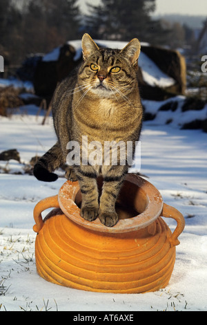 Hauskatze. Tabby Erwachsener, der auf einer Amphore in einem verschneiten Garten sitzt Stockfoto