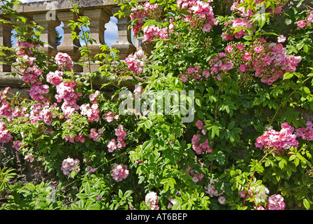 Rosen im Garten am Mellerstain Haus Scottish Borders Stockfoto