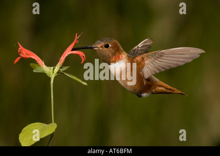 Allens Kolibri männlichen Selasphorus Sasin Fütterung an Justicia candicans Stockfoto