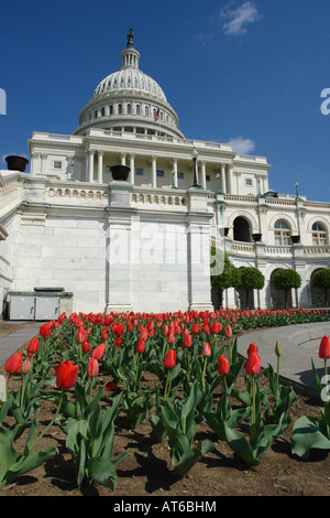 USA Capitol Gebäude mit roten Tulpen im Vordergrund auf einem sonnigen Tag betrachtet von unten Washington DC USA Stockfoto