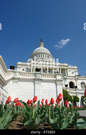 USA Capitol Gebäude mit roten Tulpen im Vordergrund auf einem sonnigen Tag betrachtet von unten Washington DC USA Stockfoto