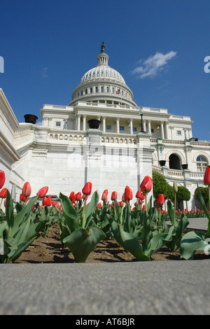 USA Capitol Gebäude mit roten Tulpen im Vordergrund auf einem sonnigen Tag betrachtet von unten Washington DC USA Stockfoto