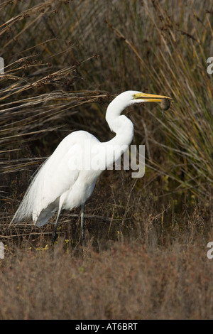 Großer Reiher Ardea Alba Essen Maus Stockfoto