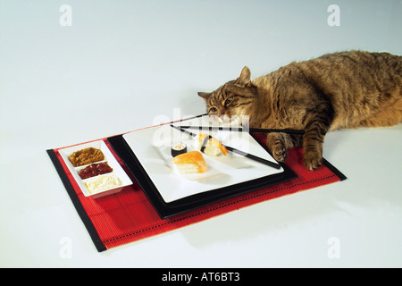 Hauskatze mit sushi Stockfoto