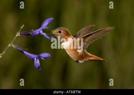 Allens Hummigbird männlichen Selasphorus Sasin Fütterung an Salvia guaranitica Stockfoto