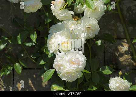 Rosen im Garten am Mellerstain Haus Scottish Borders Stockfoto