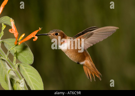 Allens Kolibri männlichen Selasphorus Sasin Fütterung an Justicia spicigera Stockfoto