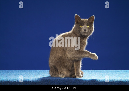 Kartäuser Katze sitzend - Ausschneiden Stockfoto