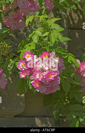 Rosen im Garten am Mellerstain Haus Scottish Borders Stockfoto