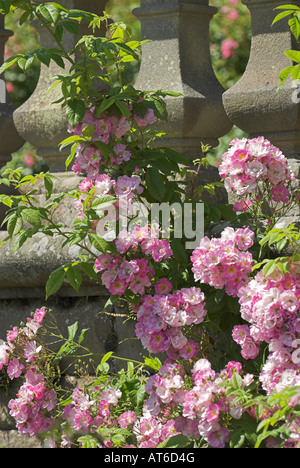 Rosen im Garten am Mellerstain Haus Scottish Borders Stockfoto