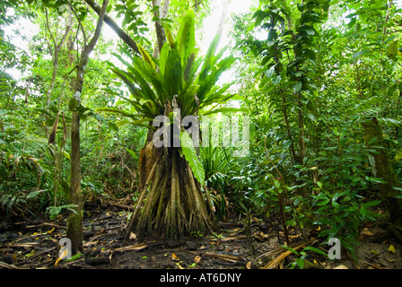 Feuchtgebiete Mangroven trail Samoa Upolu Südküste in der Nähe von SAANAPU Saanapu-Sataoa Mangrove Conservation Area Stockfoto