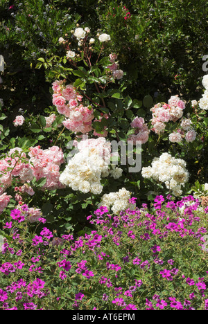 Rosen im Garten am Mellerstain Haus Scottish Borders Stockfoto