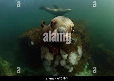 nx0401-D. Steller Seelöwen, Eumetopias Jubatus. British Columbia, Kanada, Pazifischen Ozean. Foto Copyright Brandon Cole Stockfoto