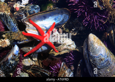 Blut-Stern / Henricia Oculata Stockfoto