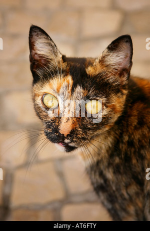 Streunende Katze, Blick in die Kamera Stockfoto