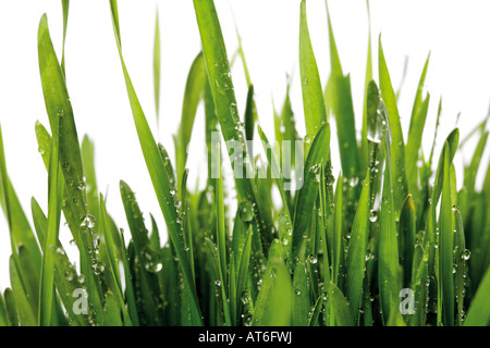 Grass mit Wassertropfen, Nahaufnahme Stockfoto