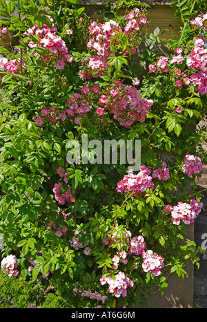 Rosen im Garten am Mellerstain Haus Scottish Borders Stockfoto