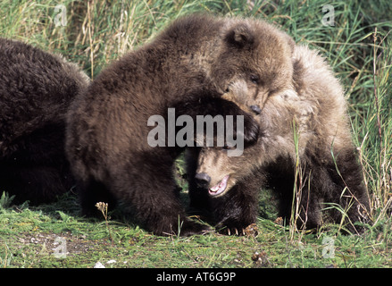 Stock Foto von zwei Alaskan Braunbär jungen wrestling, Katmai Nationalpark. Stockfoto