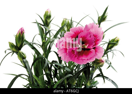 Rosa Nelken, Nahaufnahme Stockfoto