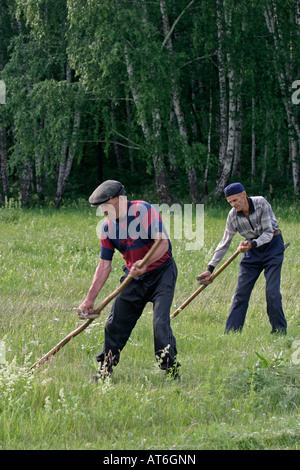 Ernte Rasen für Rinder Tuimazi Region Republik der Bashkortosatan russischen Föderation Stockfoto