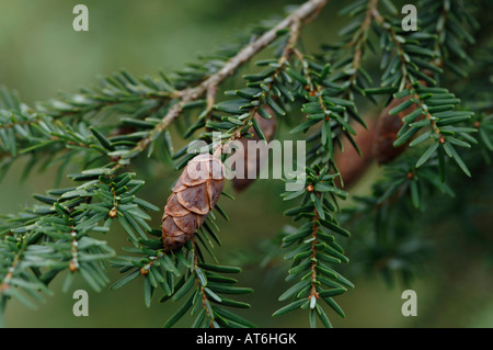 Hemlock Zweige (Tsuga Canadensis) mit Zapfen, Nahaufnahme Stockfoto