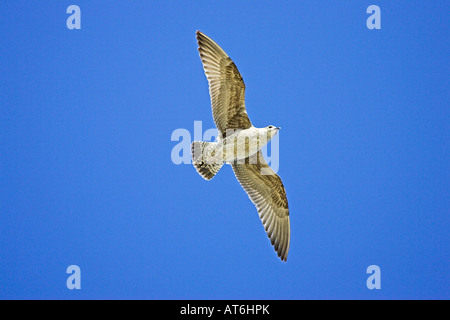 Silbermöwe Larus Argentatus juvenile im Flug Portland-Dorset-England Stockfoto