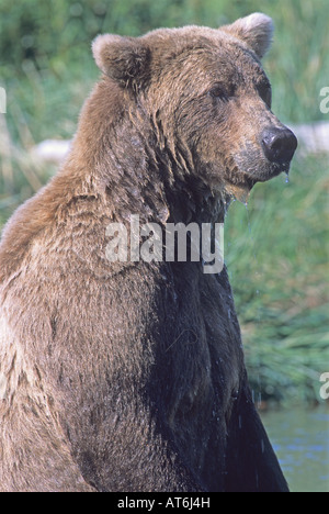 Stock Foto Closeup Portrait von einem Bären im Fluss, Katmai Nationalpark, Alaska Stockfoto