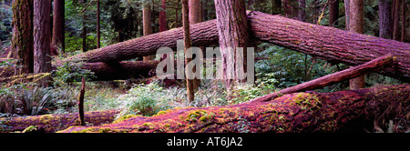 Douglas-Tannenbäume im Cathedral Grove im MacMillan Provincial Park auf Vancouver Island in British Columbia Kanada Stockfoto