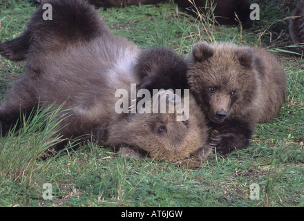 Stock Foto von zwei Braunbären Cubs Ringen in den Rasen. Stockfoto