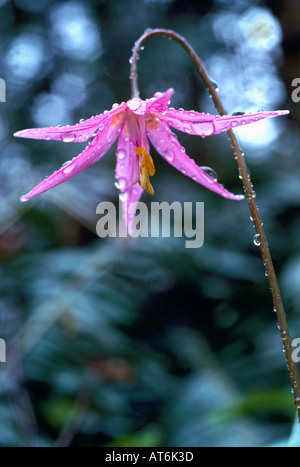 Fawn Lily (Erythronium Revolutum) in voller Blüte - wilde Blume rosa / Wildblumen blühen im Frühjahr, BC, Britisch-Kolumbien, Kanada Stockfoto