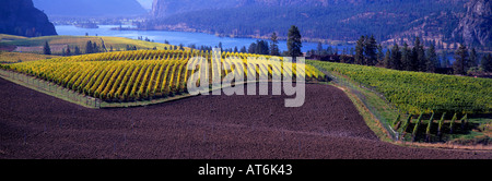 Weinberge und Landschaft im Herbst am Vaseux-See im Süden Okanagan Valley in British Columbia Kanada Stockfoto