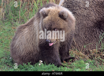 Fotoarchiv der ein Alaskan Brown Bear Cub Rückblick und seine Zunge heraus. Stockfoto
