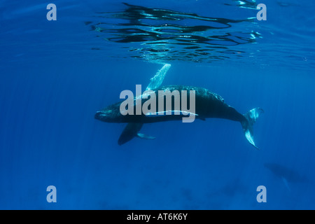 ny0168-D. Buckelwale, Impressionen Novaeangliae. Foto Copyright Brandon Cole Stockfoto