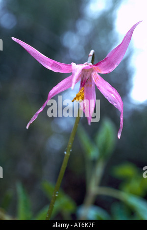 Fawn Lily (Erythronium Revolutum) in voller Blüte - wilde Blume rosa / Wildblumen blühen im Frühjahr, BC, Britisch-Kolumbien, Kanada Stockfoto