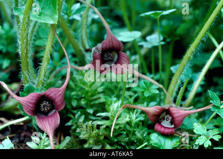 Wilder Ingwer (Asarum Caudatum) in voller Blüte - wilde Blumen / Wildblumen blühen im Frühjahr, BC, Britisch-Kolumbien, Kanada Stockfoto