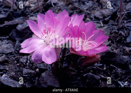 Bitterroot (Lewisia Rediviva) - North American Wild Flowers / Wildblumen blühen im Frühjahr, Okanagan, British Columbia, Kanada Stockfoto