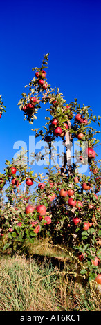 Eine Apfelplantage Baum mit reifen Äpfel an den Bäumen im Süden Okanagan Valley in British Columbia Kanada Stockfoto